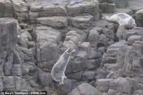 Nhói lòng cảnh hải cẩu lao ​xuống vách đá để chạy trốn khách du lịch