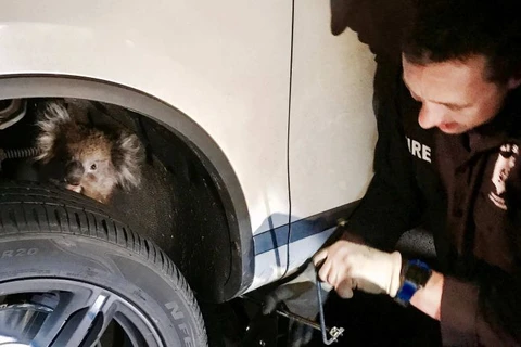 Chú gấu túi bị kẹt trong bánh xe ô tô. (Nguồn: Jane Brister)
