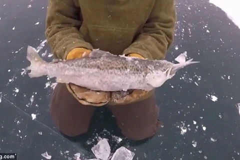 Cảnh tượng hiếm có: Cá lớn đóng băng khi đang cố nuốt cá bé