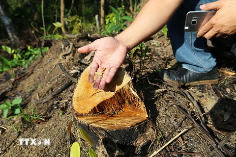 [Video] Hơn 6.520 m2 diện tích rừng đặc dụng bị phá bỏ ở Điện Biên