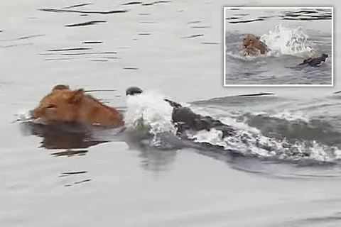[Video] Bị cá sấu dìm xuống nước, sư tử vẫn thoát chết thần kỳ