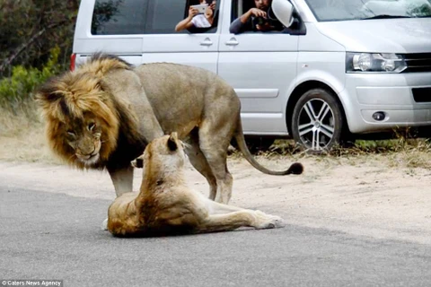 Đôi sư tử mải mê làm 'chuyện ấy' giữa đường, gây ách tắc giao thông