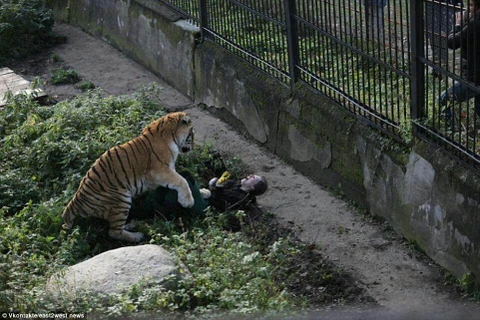 Nhân viên vườn thú hoảng loạn khi bị con hổ dữ tấn công. (Nguồn: Vkontakte)
