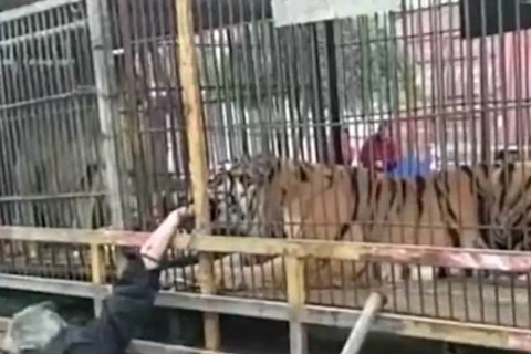 Con hổ ngoạm chặt tay của người đàn ông. (Nguồn: Pear)