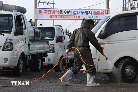 Phun thuốc khử trùng nhằm ngăn chặn sự lây lan của virus cúm H5N6 tại Goseong, tỉnh Nam Goseong, Hàn Quốc ngày 25/11. (Nguồn: Yonhap/TTXVN)
