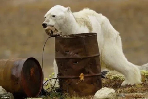 Rớt nước mắt hình ảnh gấu Bắc Cực trơ xương, bới thùng rác tìm thức ăn