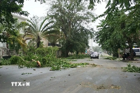 Cây cối bị quật đổ sau bão Ava tại Tamatave, Madagascar ngày 5/1. (Nguồn: THX/TTXVN)
