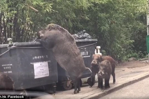 [Video] Lợn rừng khổng lồ xuất hiện gần trường học lục lọi tìm thức ăn