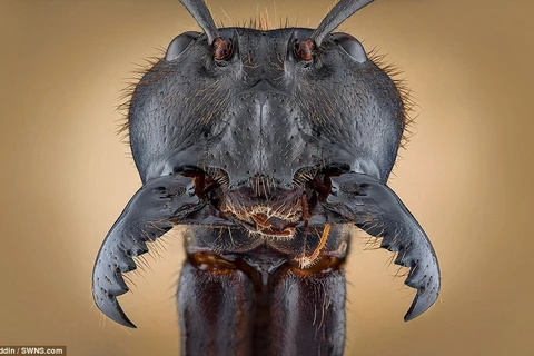 Bức ảnh con kiến lê dương Malaysia đã chiến thắng hạng mục cận cảnh và phóng đại của nhiếp ảnh gia Kuttub Uddin