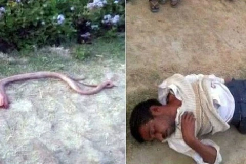 Sonelal bất tỉnh sau khi cắt đứt đầu con rắn. (Nguồn: indiatimes.com)