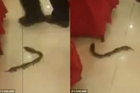 Trung Quốc: Đàn chuột nối đuôi nhau chạy gây náo loạn ở nhà hàng