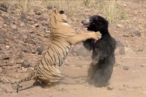 [Video] Gấu mẹ chiến đấu quật cường với hổ dữ để bảo vệ con
