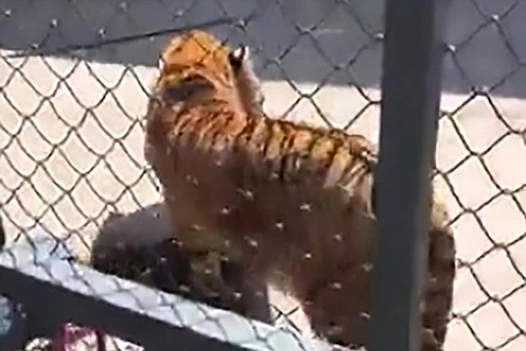 [Video] Con hổ nổi điên, cắn chết người đã nuôi dưỡng mình từ bé