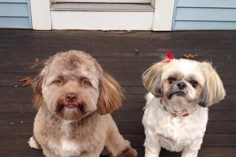 Yogi (trái) có 'thần thái' đặc biệt so với bà chị Shih Tzu. (Nguồn: Chantal Desjardins)