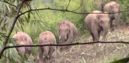 [Video] Mười con voi gây náo loạn ngôi làng, phá hoại nhiều hoa màu
