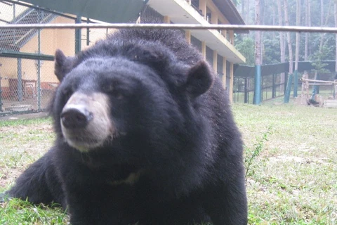 Quảng Ninh xóa sổ "du lịch hút mật gấu" trong năm 2014 