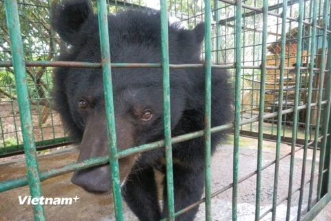 Thêm một cá thể được trở về “ngôi nhà” gấu lớn nhất Việt Nam