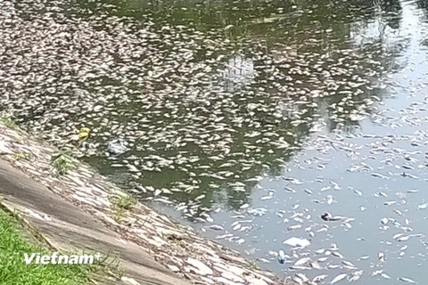 Hà Nội: Cá chết hàng loạt gây mùi hôi thối ở Hồ Thiền Quang 