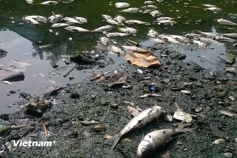 [Photo] Cá chết hàng loạt "phơi trắng" Hồ Thiền Quang 