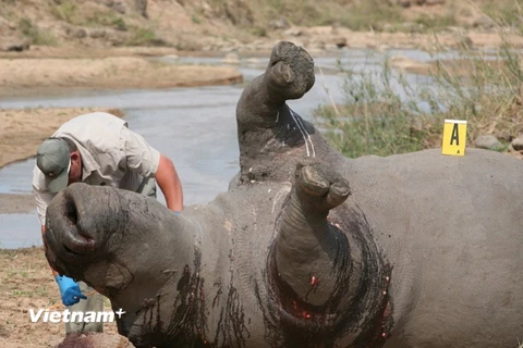 Cận cảnh những vụ giết hại tàn nhẫn tê giác ở Nam Phi