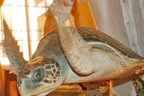 "C49 sẽ xem xét khởi tố hình sự vụ tàng trữ hơn 5.000 cá thể rùa biển"