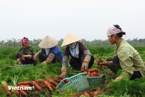 [Photo] Hải Dương: Người dân trồng cà rốt “khóc" vì giá rẻ như bèo