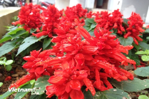 [Photo] Rực rỡ sắc hoa trên đỉnh trời Cao nguyên đá Đồng Văn 