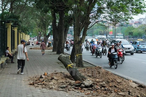Phó Thủ tướng yêu cầu xử lý nghiêm vụ chặt hạ cây xanh ở Hà Nội