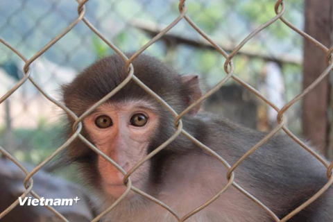 Tuyên Quang: Người dân vô tư rao bán khỉ ở gần khu bảo tồn 