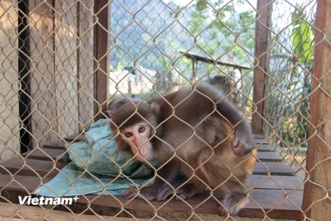 Giải cứu thành công chú khỉ bị nuôi nhốt, rao bán ở Tuyên Quang