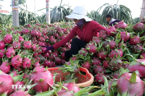 Tái cơ cấu nông nghiệp: Doanh nghiệp cần “chung thuyền” với nông dân
