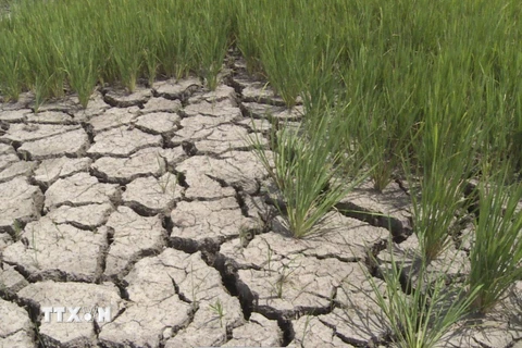 Hạn hán nghiêm trọng tại khu vực phía Đông Nam tỉnh Gia Lai. (Nguồn ảnh: TTXVN)