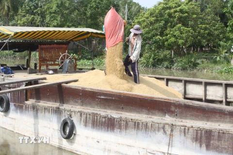 Trà Vinh triển khai tạm trữ thu mua lúa, gạo. (Nguồn ảnh: TTXVN)
