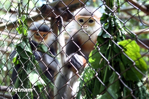Nhiều loài động vật hoang dã quý, hiếm tại Việt Nam đang đứng trước nguy cơ bị tuyệt chủng. (Ảnh: Hùng Võ/Vietnam+)