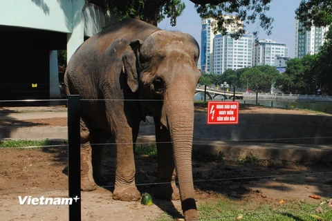 Hệ thống hàng rào điện giúp các cá thể voi tự do di chuyển trong khu bán hoang dã tại Vườn thú Hà Nội. (Ảnh: Hùng Võ/Vietnam+)