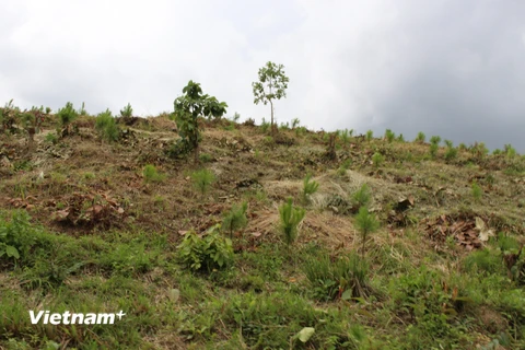 Những quả đồi bị cạo trọc cây ở huyện Di Linh, tỉnh Lâm Đồng. (Ảnh: Hùng Võ/Vietnam+)