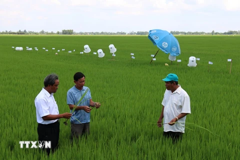 Nâng cao nhận thức của người dân về việc sử dụng phân bón, thuốc bảo vệ thực vật tại Kiên Giang. (Nguồn ảnh: TTXVN)