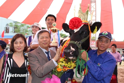 Ban tổ chức trao Vương miện Hoa hậu bò sữa Mộc Châu 2015 cho 'cô' bò mang ký hiệu 664. (Ảnh: Hùng Võ/Vietnam+)