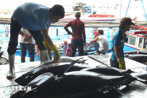  Ngư dân Khánh Hòa thu lãi lớn nhờ cá ngừ được mùa, được giá. (Nguồn ảnh: TTXVN)