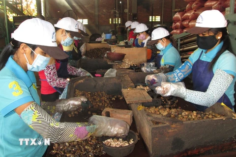 Nghề chẻ hạt điều thuê tại Bình Phước. (Nguồn ảnh: TTXVN)