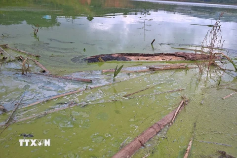Hồ thuỷ lợi tiền tỷ mới dùng tại Lam Đồng đã ô nhiễm nặng. (Nguồn: TTXVN)