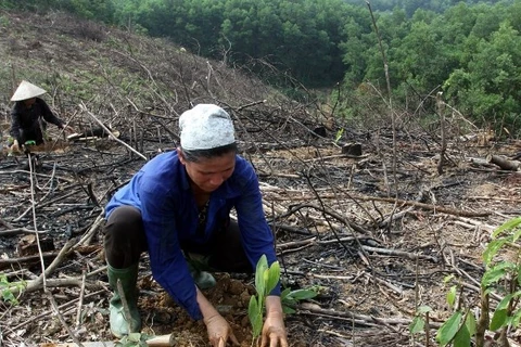 Đồng bào dân tộc thiểu số tỉnh Quảng Bình cần đất sản xuất. (Ảnh: TTXVN)