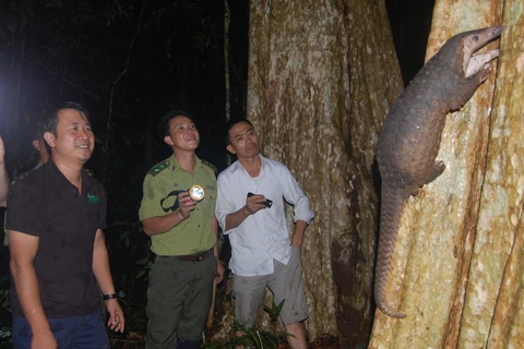 Anh Trần Quang Phương (áo đen) trong một lần đi tái thả tê tê về rừng tự nhiên. (Nguồn: CPCP)