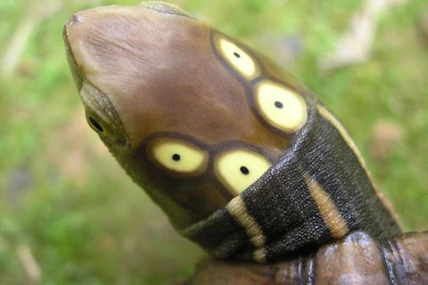 Khoảnh khắc ấn tượng của một cá thể rùa ở Vườn Quốc gia Cúc Phương. (Nguồn: VQGCP)