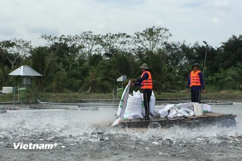 Nuôi cá tra áp dụng công nghệ tiên tiến tại Trại nuôi cá Phú Thuận, Hậu Giang. (Ảnh: Hoàng Thị Hoa/Vietnam+)