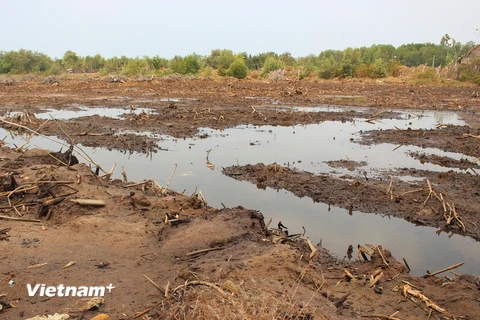 Hai vùng trũng Đồng Tháp Mười và Tứ giác Long nay đã bị cạn kiệt nước. (Ảnh: Hùng Võ/Vietnam+)