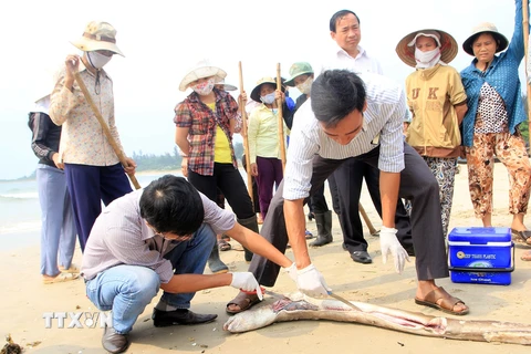 Cá chết tại vùng biển tỉnh Quảng Trị. (Nguồn ảnh: TTXVN)