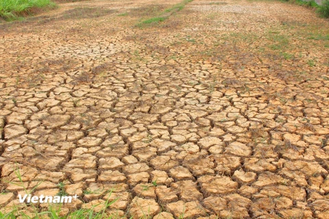 Khô hạn, thiếu nước nghiêm trọng ở tỉnh Bến Tre. (Ảnh: Hùng Võ/Vietnam+)