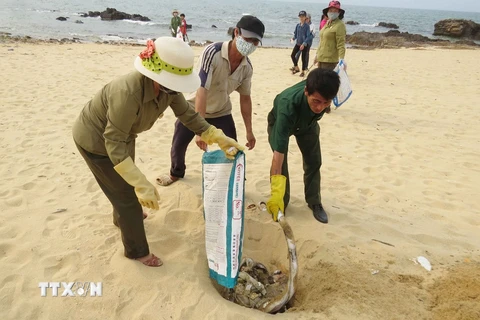 Cá chết ở ven biển tỉnh Quảng Bình. (Nguồn ảnh: TTXVN)