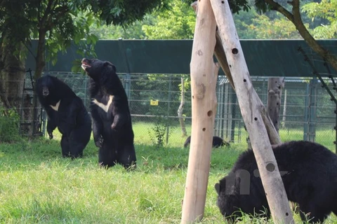 Giây phút vui đùa của các cá thể gấu tại Trung tâm Cứu hộ Gấu Việt Nam. (Ảnh: Hùng Võ/Vietnam+)